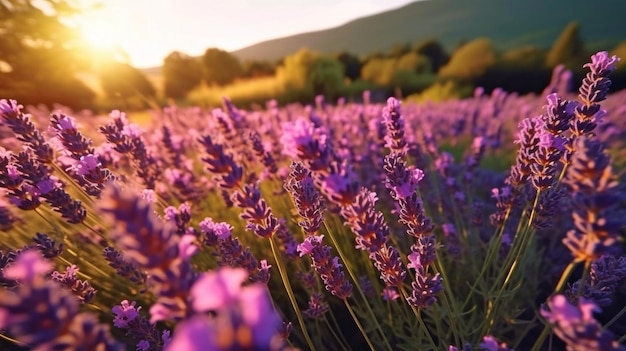 Primer plano de un campo de flores de lavanda al anochecer con nuevas flores violetas aromáticas como fondo GENERAR IA