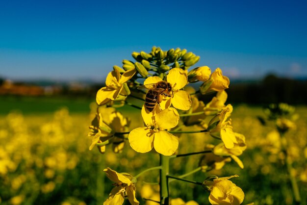 Foto primer plano de un campo de girasoles