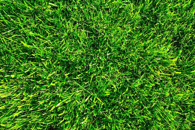 Primer plano de campo de hierba fondo verde hierba fondo verde textura césped