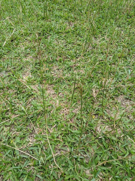 Foto un primer plano de un campo de hierba verde