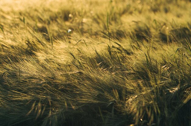 Primer plano de un campo con luz solar