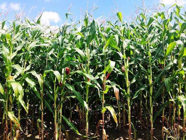 Primer plano de un campo de maíz fresco contra el cielo