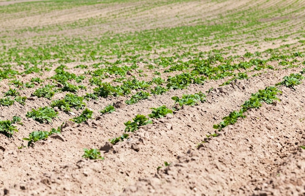 Foto primer plano de campo de patatas