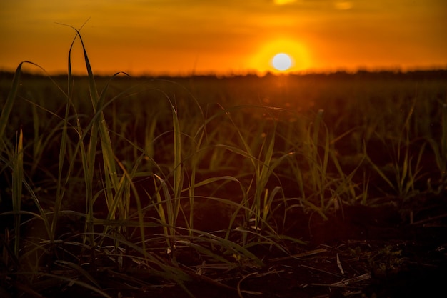 Foto un primer plano de un campo de trigo al atardecer