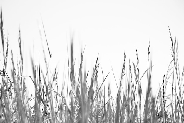 Primer plano de un campo de trigo contra un cielo despejado