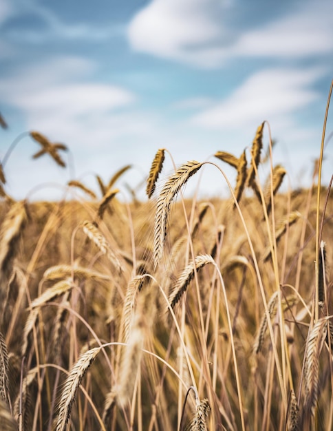 Foto primer plano de un campo de trigo contra el cielo