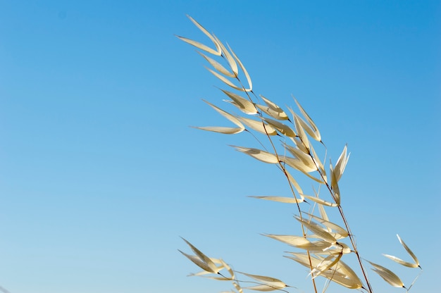 Primer plano de un campo de trigo dorado y día soleado.