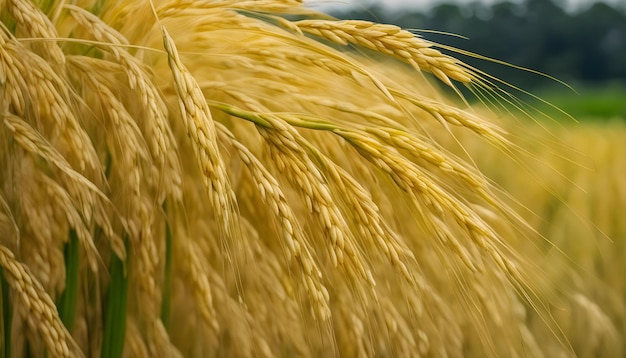 Foto un primer plano de un campo de trigo dorado con un fondo borroso