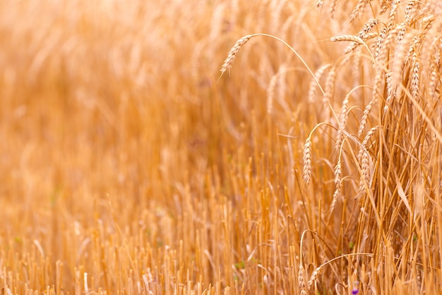 Primer plano de campo de trigo dorado