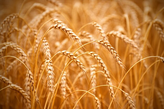 Primer plano de campo de trigo dorado