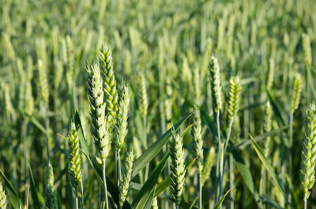 Primer plano de campo de trigo verde en el campo