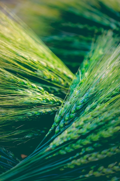 Primer plano de campo de trigo verde