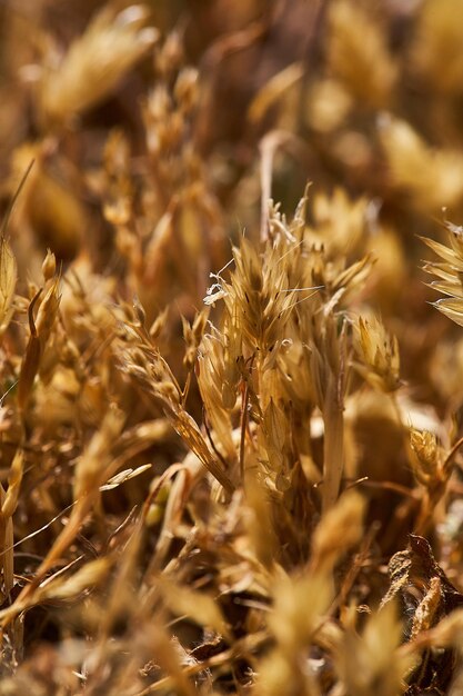 Foto primer plano de un campo de trigo