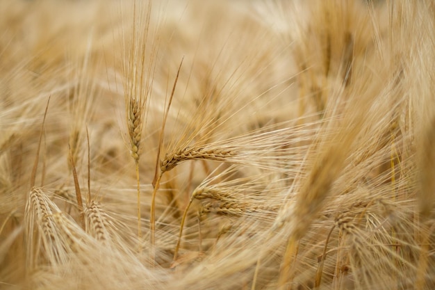 Primer plano de un campo de trigo