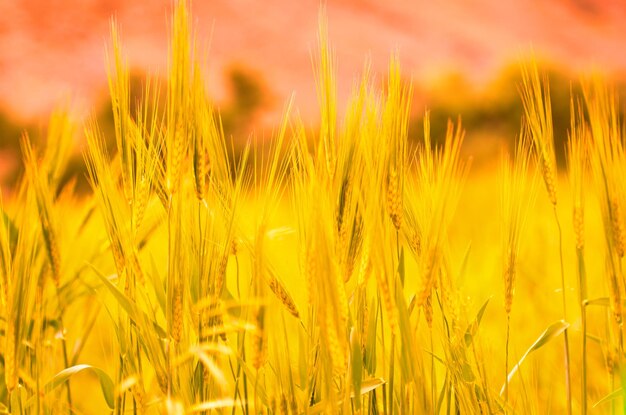 Foto primer plano de un campo de trigo