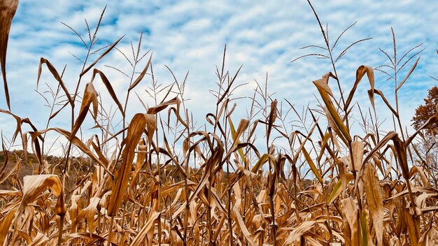 Foto un primer plano de un campo de trigo