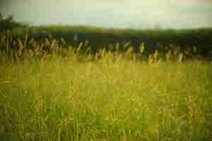 Foto primer plano de un campo de trigo