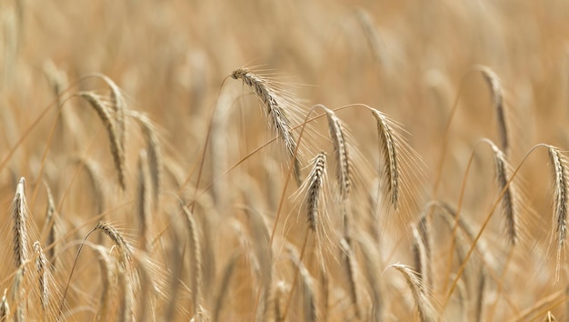 Primer plano de campo de trigo