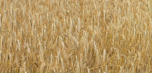 Primer plano de campo de trigo