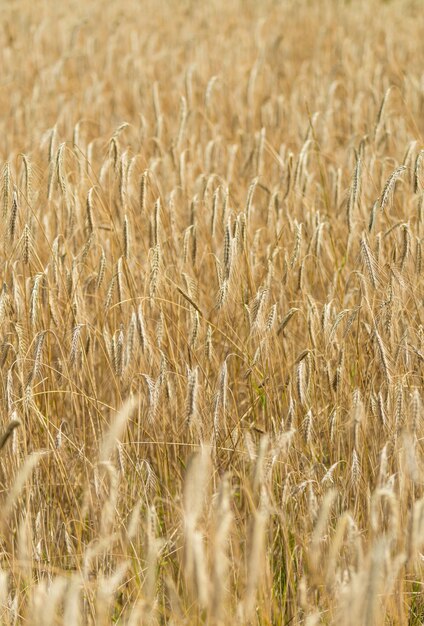 Primer plano de campo de trigo