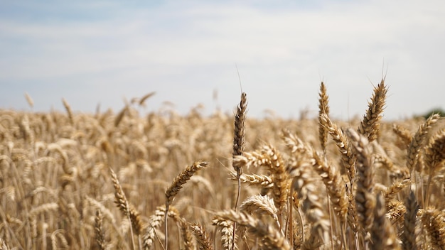 Primer plano de un campo de Triticale durante el día