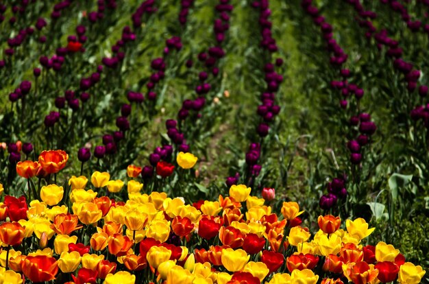 Foto primer plano de un campo de tulipanes amarillos, rojos y violetas