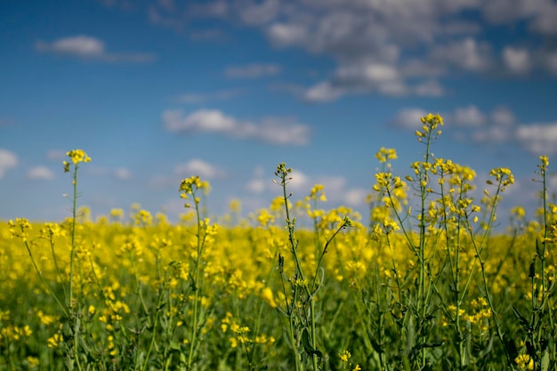 Un primer plano de los campos de colza con flores amarillas en primavera La colza se cultiva para la producción de alimentos para animales, aceites vegetales y biodiesel