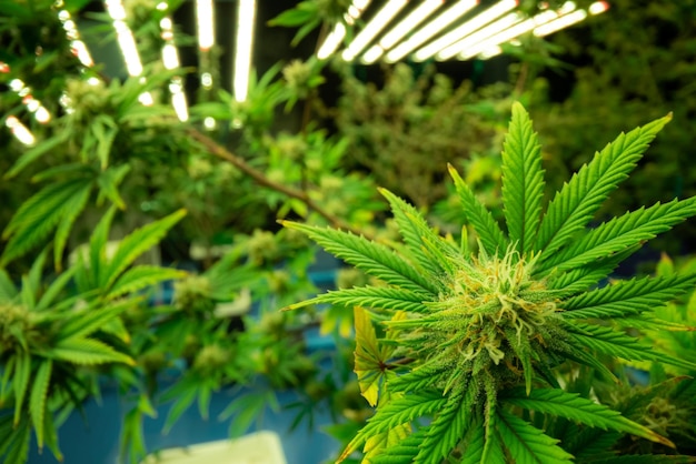 Primer plano de cáñamo de cannabis gratificante con cogollo en la granja interior de las instalaciones de cultivo