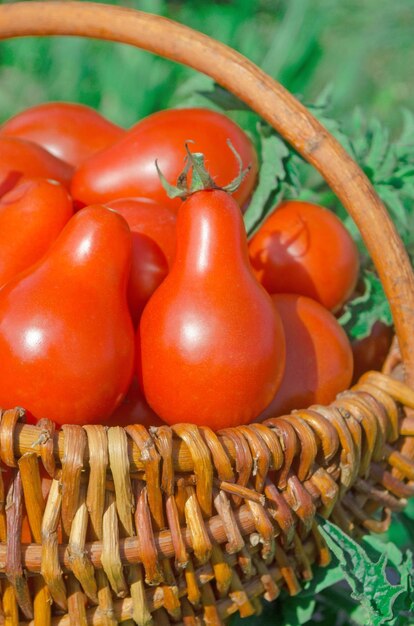 Primer plano de una canasta con tomates pera rojos frescos Tomates recién cosechados en una canasta Tomates rojos en una canasta de mimbre