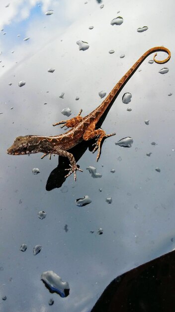 Foto primer plano de un cangrejo en el agua