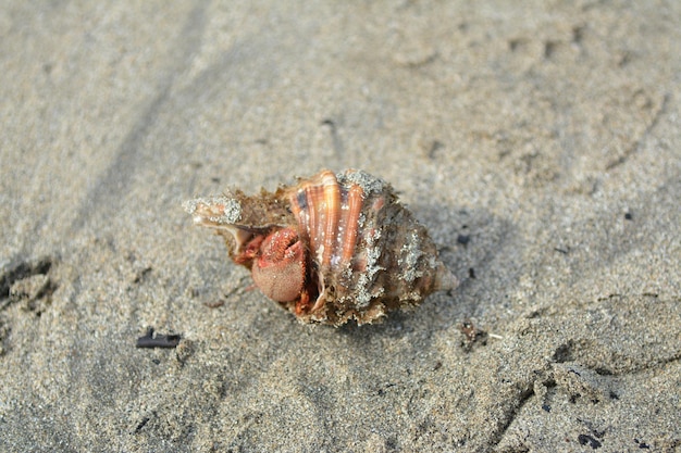 Primer plano de un cangrejo en la arena de la playa