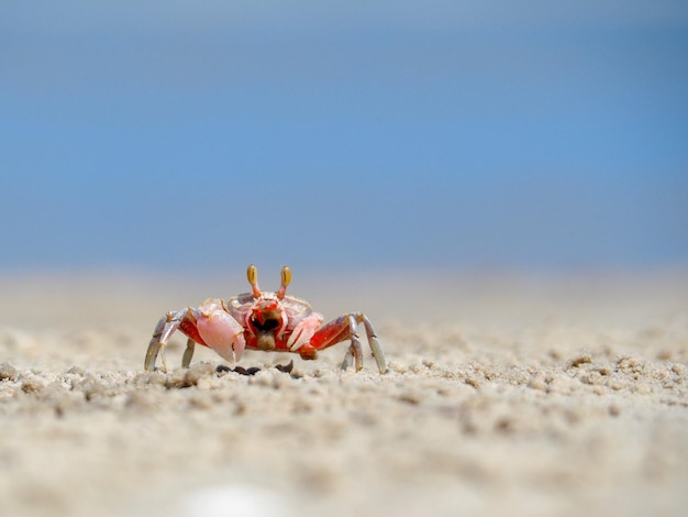 Primer plano de un cangrejo en la arena de la playa