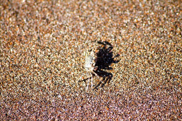 Foto primer plano de un cangrejo en la arena