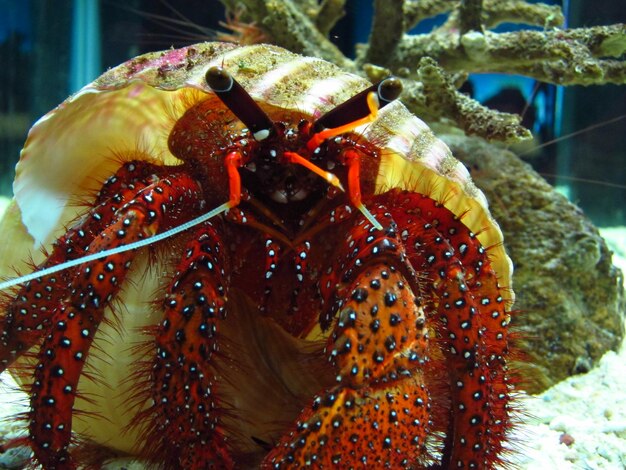 Primer plano de un cangrejo ermitaño en el mar