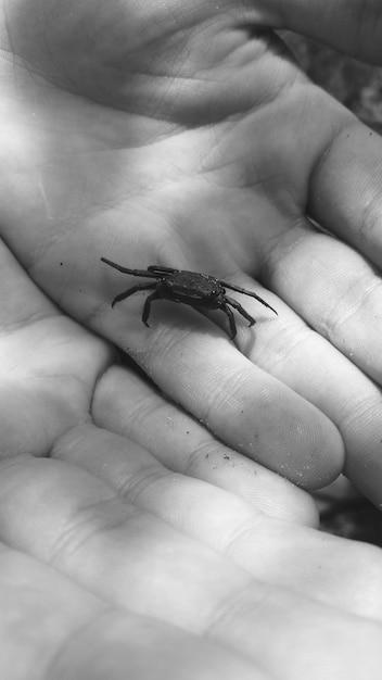Foto primer plano de un cangrejo con la mano