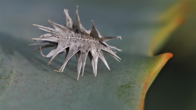 Foto primer plano del cangrejo en la planta