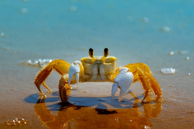 Foto primer plano de un cangrejo en la playa