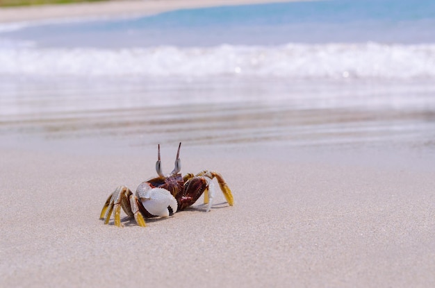 Primer plano de un cangrejo en la playa