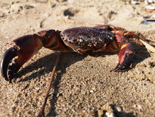 Foto primer plano de un cangrejo en la playa