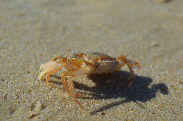 Foto primer plano de un cangrejo en la playa