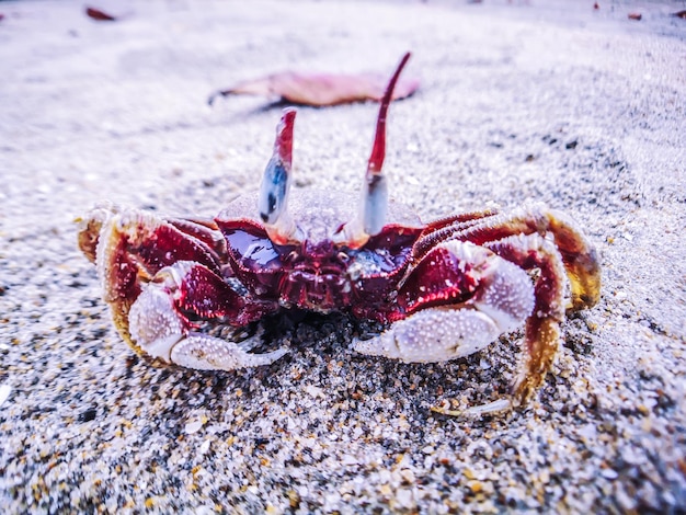 Foto primer plano de un cangrejo en la playa