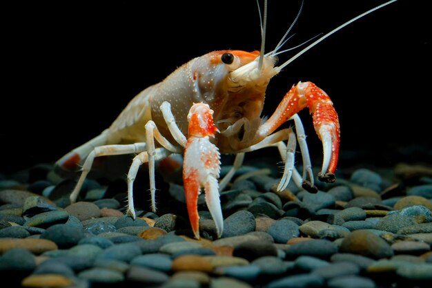 Foto primer plano de un cangrejo en una roca en el mar