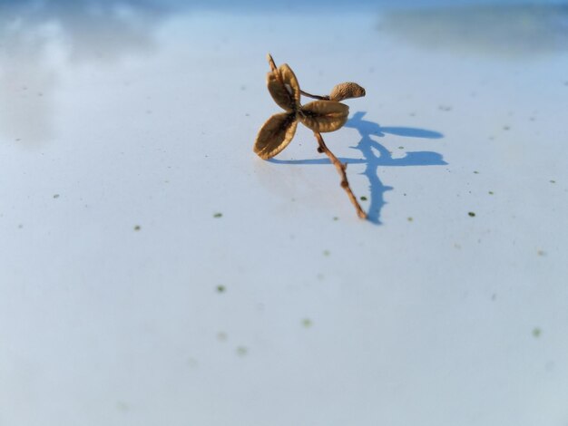 Foto primer plano de un cangrejo