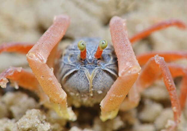 Foto primer plano de un cangrejo