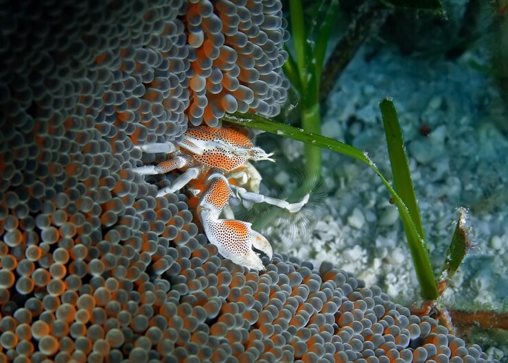 Foto primer plano de cangrejos y anémonas en el mar