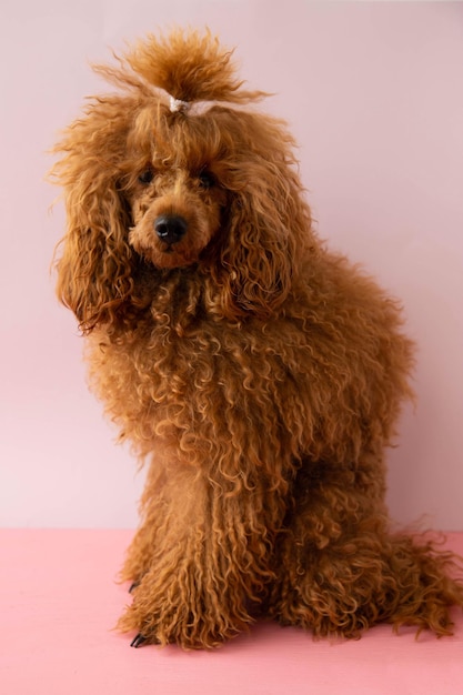 Foto primer plano de caniche descuidado peludo en miniatura rojo sobre fondo rosa