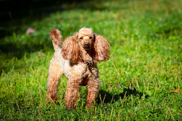 Primer plano de caniche pequeño en un campo verde...