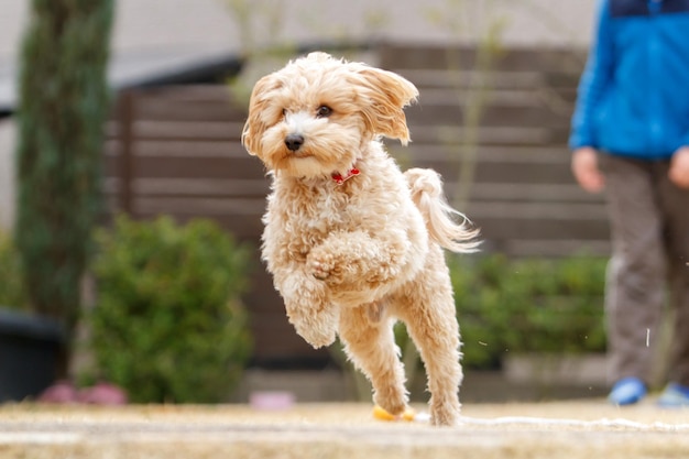 Primer plano del caniche