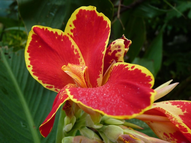 Primer plano de una Canna 'Lucifer' (Canna Lily)