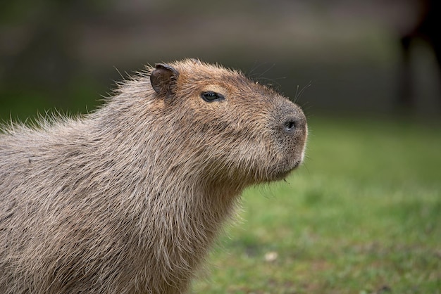 Un primer plano de una capibara en el césped